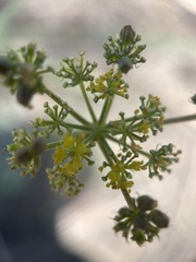 Cymopterus lemmonii