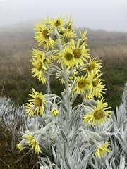 Senecio niveoaureus