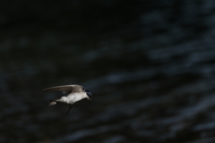 Tachycineta leucopyga