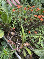 Cyrtochilum