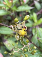 Cyrtochilum