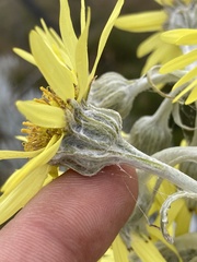 Senecio niveoaureus