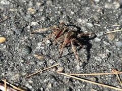 Araneus