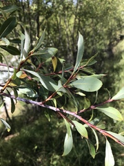 Salix daphnoides