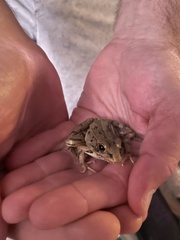 Lithobates sphenocephalus