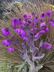 Senecio formosus