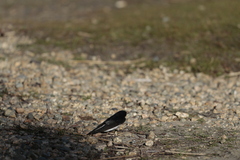 Tachycineta leucopyga