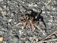 Araneus