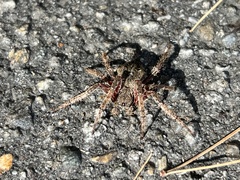 Araneus