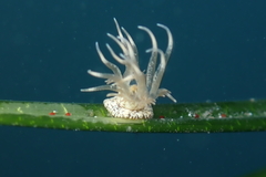 Bunodeopsis