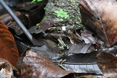 Dendrobates truncatus