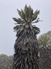 Espeletia hartwegiana