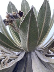 Espeletia hartwegiana