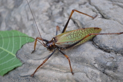 Pterophylla beltrani