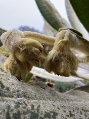 Espeletia hartwegiana