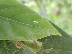 Coniopteryginae