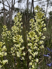 Stackhousia aspericocca