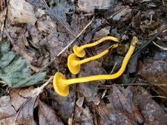 Cantharellus minor image