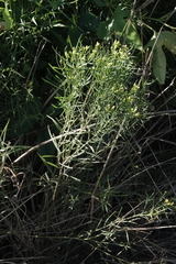 Euthamia gymnospermoides