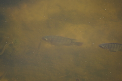 Oreochromis