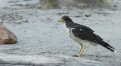 Daptrius albogularis