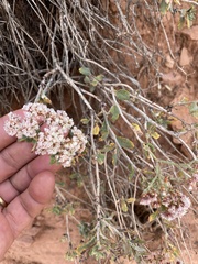Eriogonum microtheca