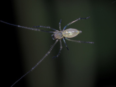 Cheiracanthiidae