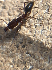 Odontomachus desertorum