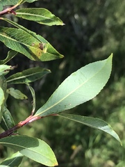 Salix daphnoides