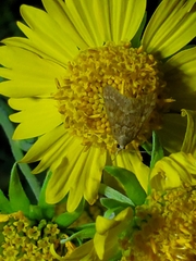 Pyraustini