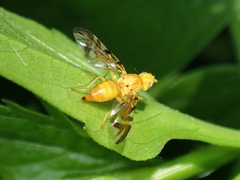 Strauzia longipennis
