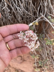 Eriogonum microtheca