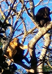 Alouatta caraya
