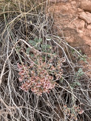 Eriogonum microtheca