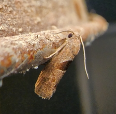 Pelochrista dorsisignatana