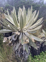 Espeletia hartwegiana