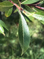 Salix daphnoides
