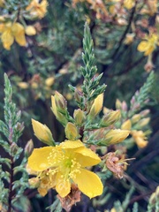 Hypericum laricifolium