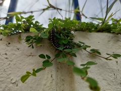 Anoplodesmus saussurii