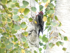Sphyrapicus ruber × nuchalis