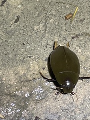 Hydrophilus triangularis