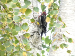 Sphyrapicus ruber × nuchalis