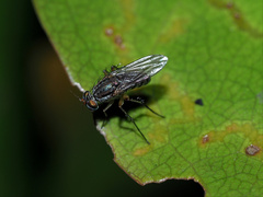Dolichopodinae