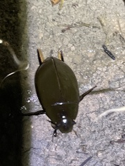 Hydrophilus triangularis