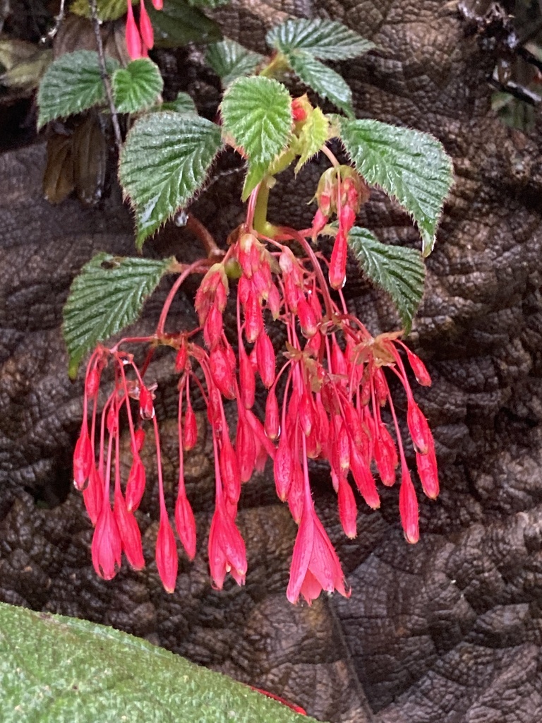 Begonia umbellata