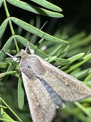 Mythimna unipuncta