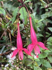 Fuchsia
