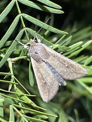 Mythimna unipuncta