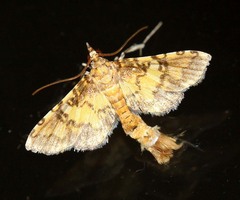 Nacoleia biformis