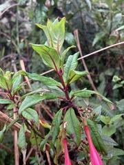 Fuchsia